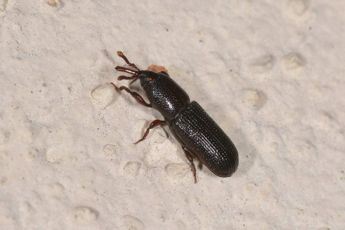 Curculionidae: Mesites cunipes, femmina